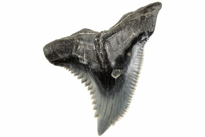 Serrated, 1.47" Fossil Shark (Hemipristis) Tooth - South Carolina